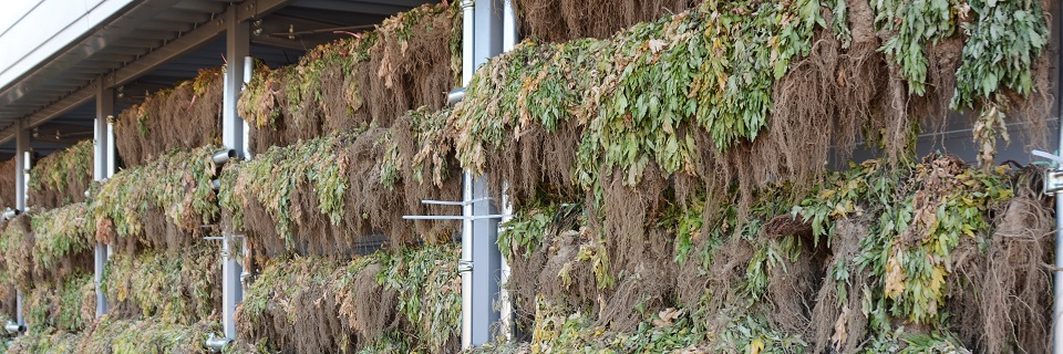 薬になる植物と用い方 薬になる植物百科 (新編ホーム園芸) | 田中 孝治 |本 | 通販